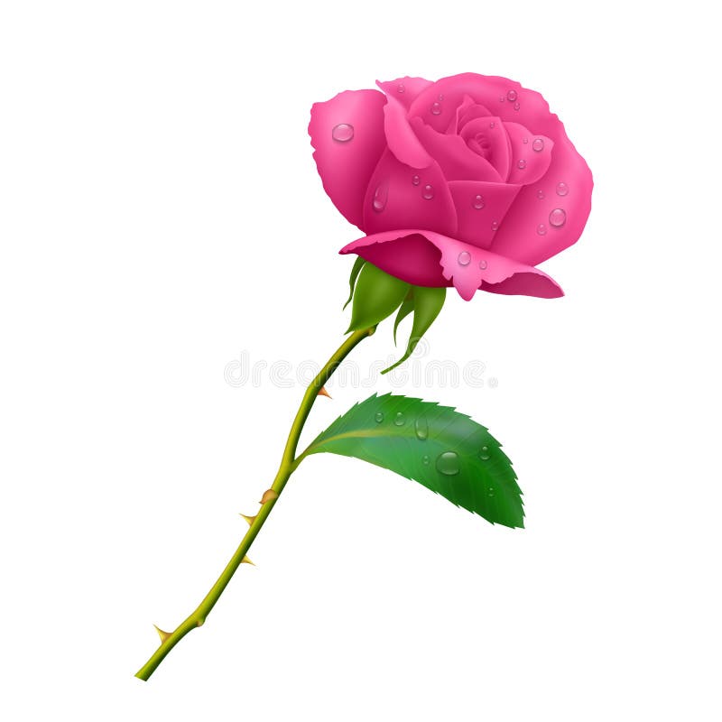 Beautiful pink rose on long stem with leaf and thorns isolated on white background, photo realistic vector illustration