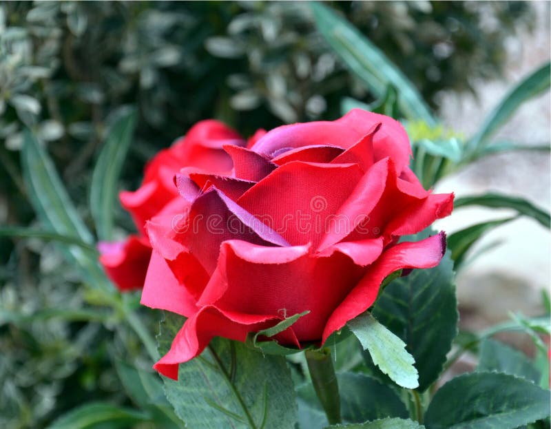 Rose. Pink rose and green leaves, natural image royalty free stock photography Rose. Pink rose and green leaves, natural image royalty free stock photography