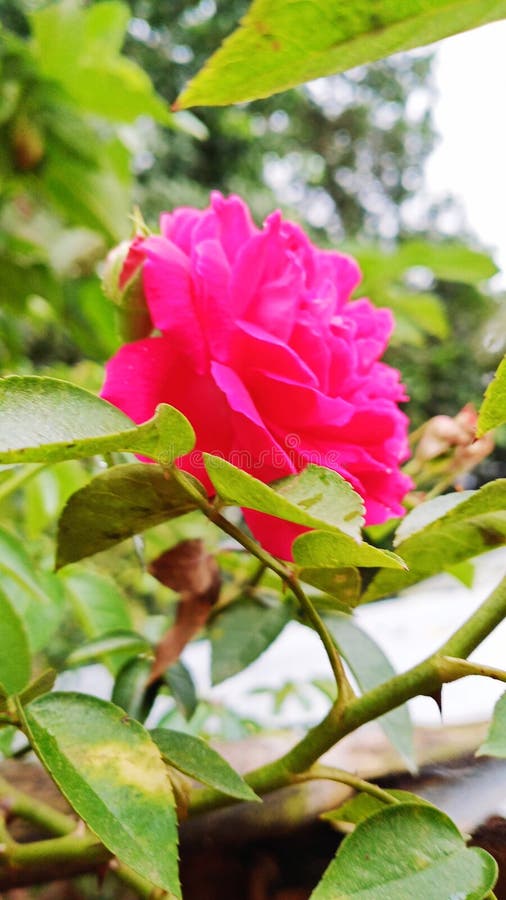 Beautiful Pink Rose on the Tree Stock Image Image of india, rose