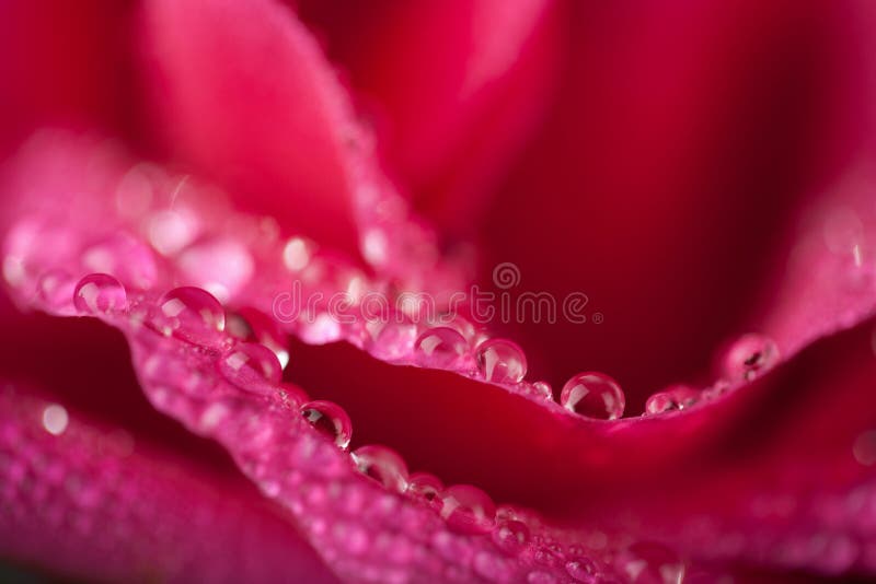 Beautiful pink rose with water droplets