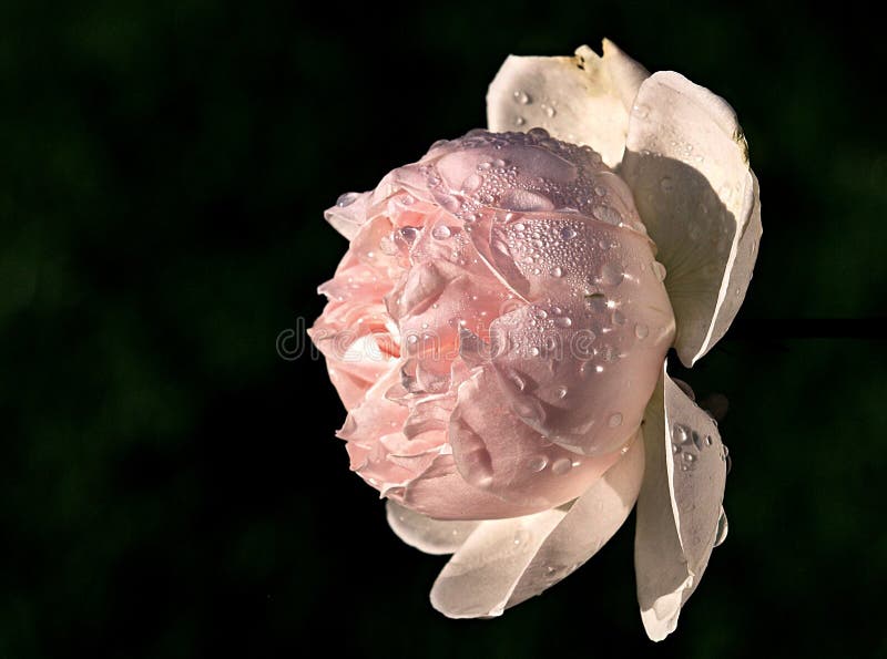 Pink rose with black background