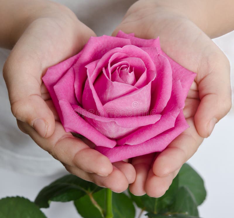 Pink Rosebud stock image. Image of gardner, garden, rosr 95267045
