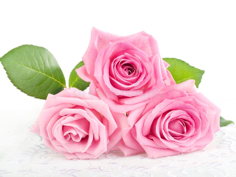 Beautiful pink roses