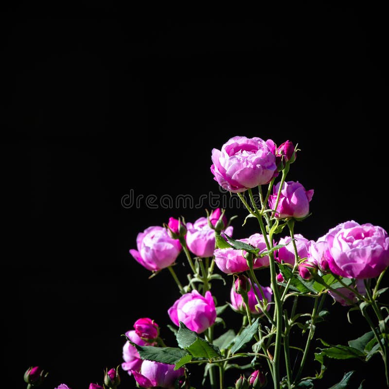 Beautiful Pink Roses Blooming in the Sun on Black Background and Copy