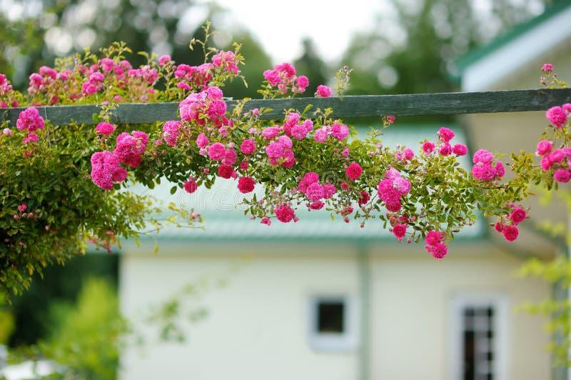 Beautiful pink roses bush royalty free stock image Beautiful pink roses bush royalty free stock image