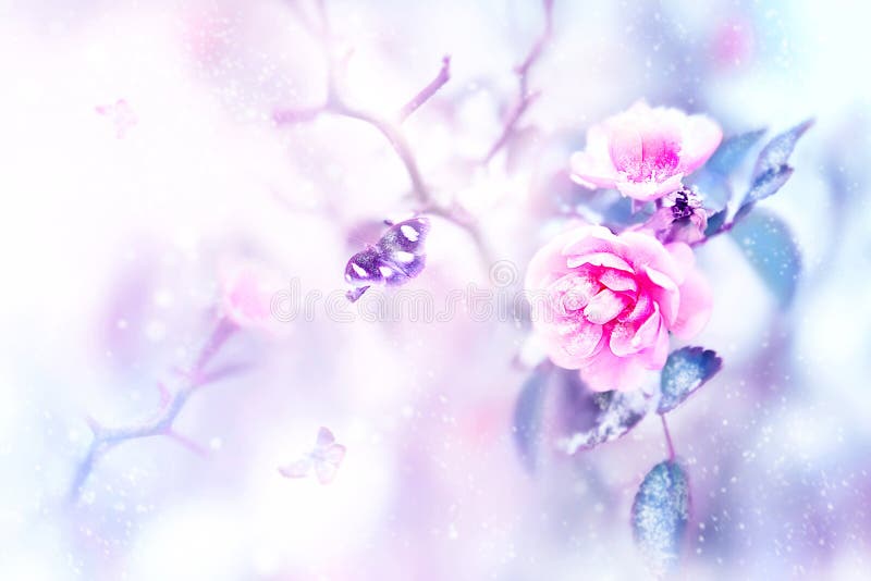 Beautiful pink roses and butterflies in the snow and frost on a blue and pink background. Snowing. Artistic winter natural image. stock photos Beautiful pink roses and butterflies in the snow and frost on a blue and pink background. Snowing. Artistic winter natural image. stock photos