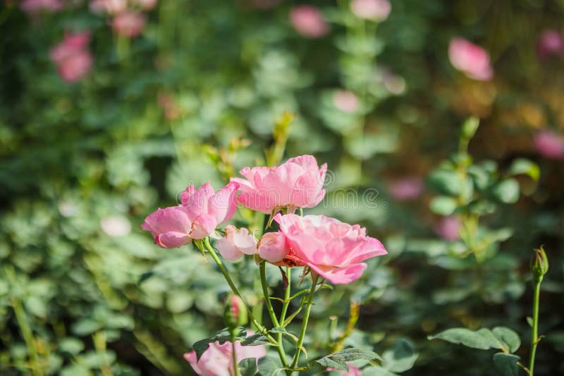 Beautiful Pink Roses Flower in the Garden Stock Photo Image of roses