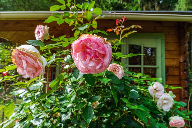Beautiful pink roses in the garden royalty free stock image Beautiful pink roses in the garden royalty free stock image