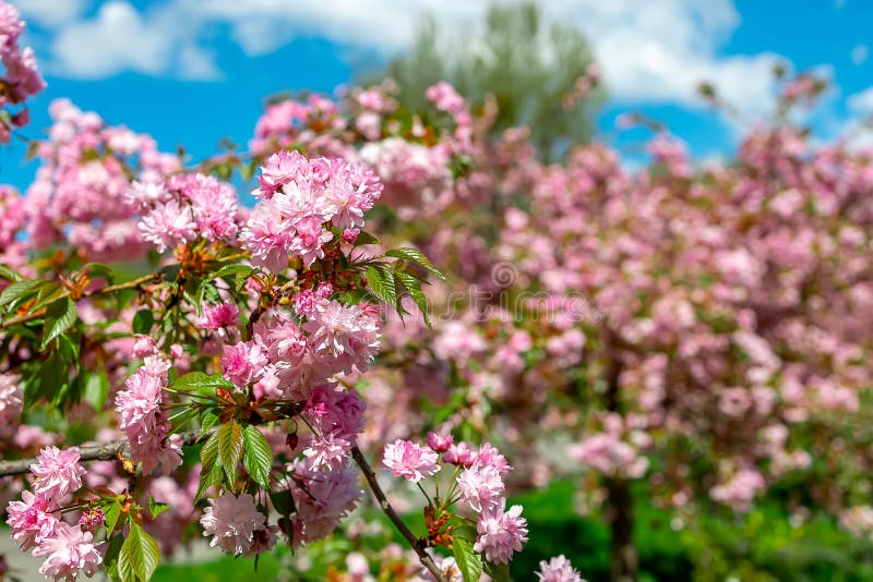Beautiful Pink Sakura Flowers Bloom in Spring in the Park Stock Photo