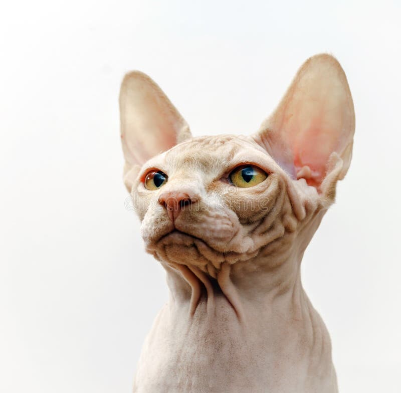 Beautiful Pink Sphynx Cat Portrait Stock Image - Image of feline ...