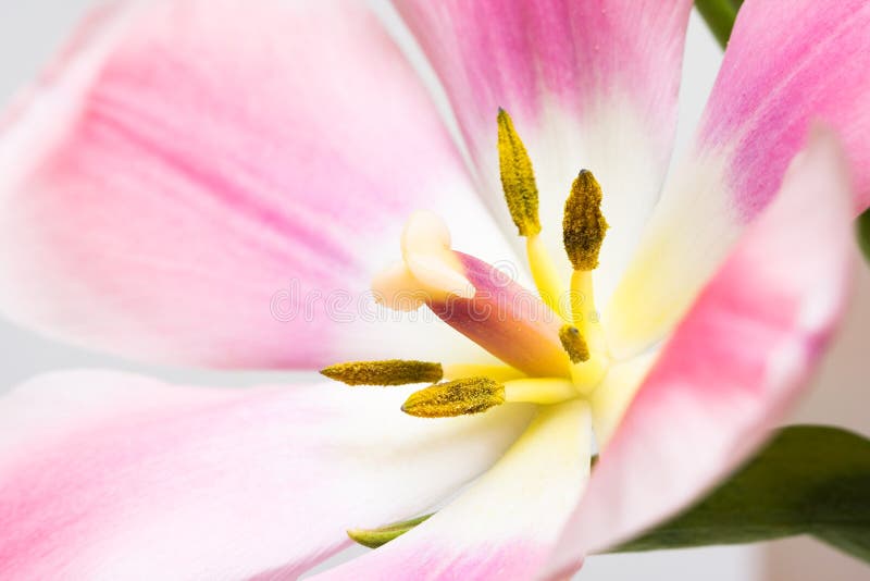 Beautiful pink tulip