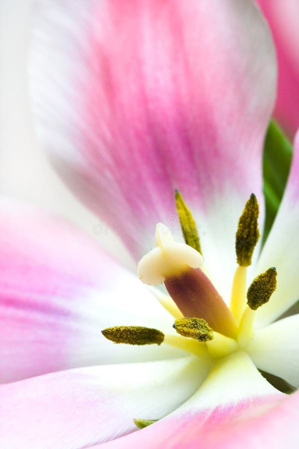 Beautiful pink tulip