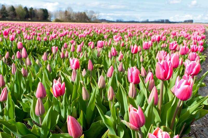 Beautiful pink tulip field in Holland