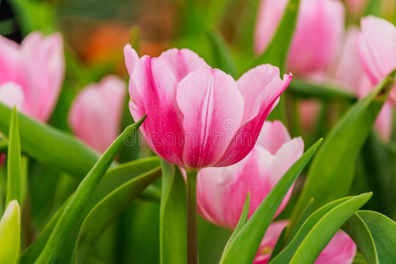 Beautiful Pink Tulips Blooming in the Garden. Stock Image Image of