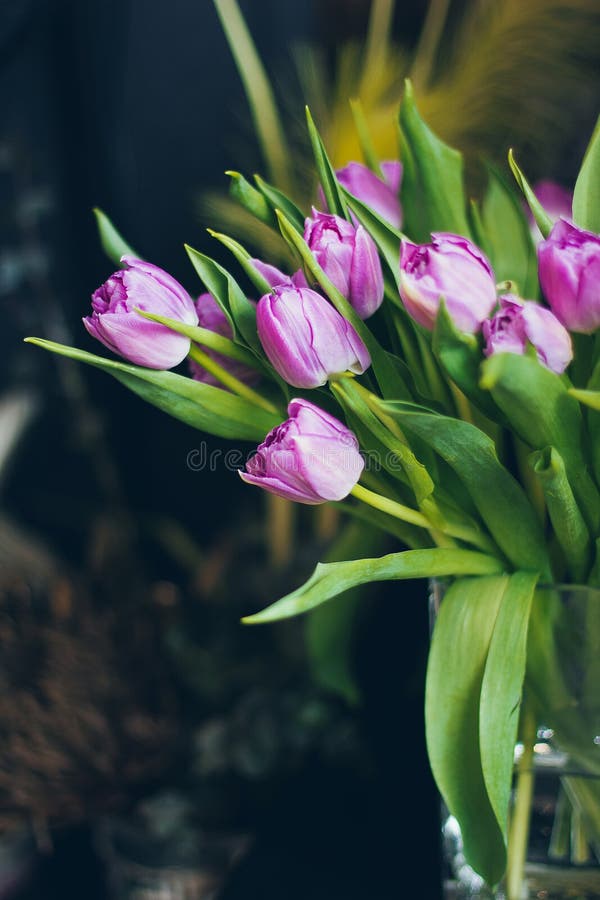 Beautiful pink tulips in vase royalty free stock photo Beautiful pink tulips in vase royalty free stock photo