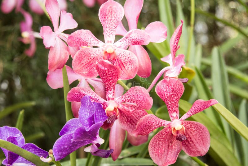 Beautiful Pink Vanda Orchid Flower. Stock Photo Image of herbal, herb 70883632