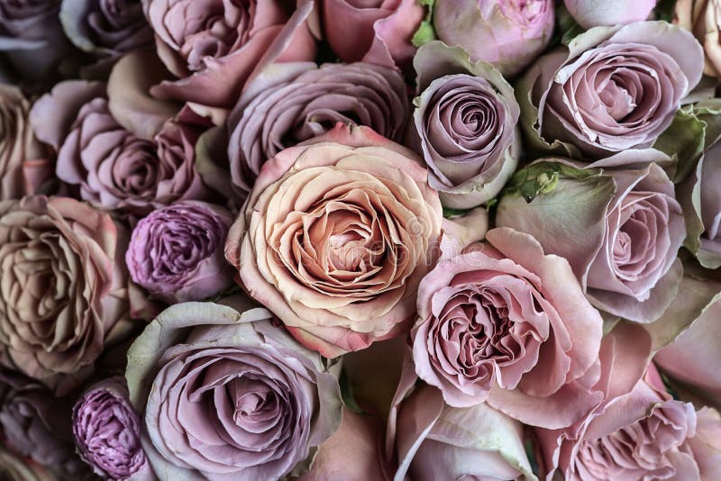 Beautiful pink, violet and peach roses wedding bouquet closeup macro royalty free stock photos Beautiful pink, violet and peach roses wedding bouquet closeup macro royalty free stock photos