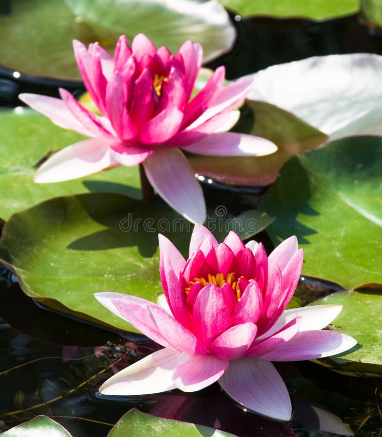 Beautiful pink water lily