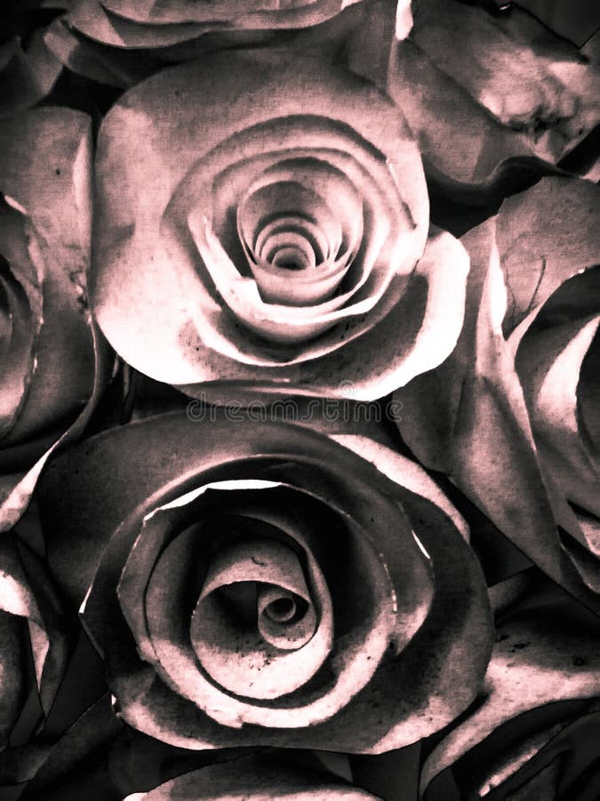 Flower Gardens Black White Stock Illustrations 325 Flower Gardens Black White Stock Illustrations Vectors Clipart Dreamstime Flower Gardens Black White Stock Illustrations 325 Flower Gardens Black White Stock Illustrations Vectors Clipart Dreamstime