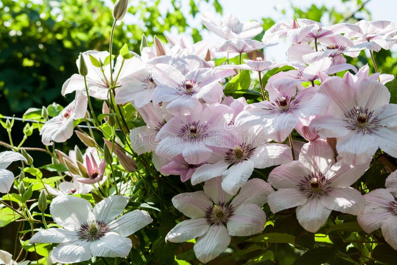 Beautiful, Pink and White Clematis Flowers Stock Photo Image of