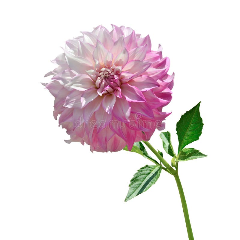 My Image 23