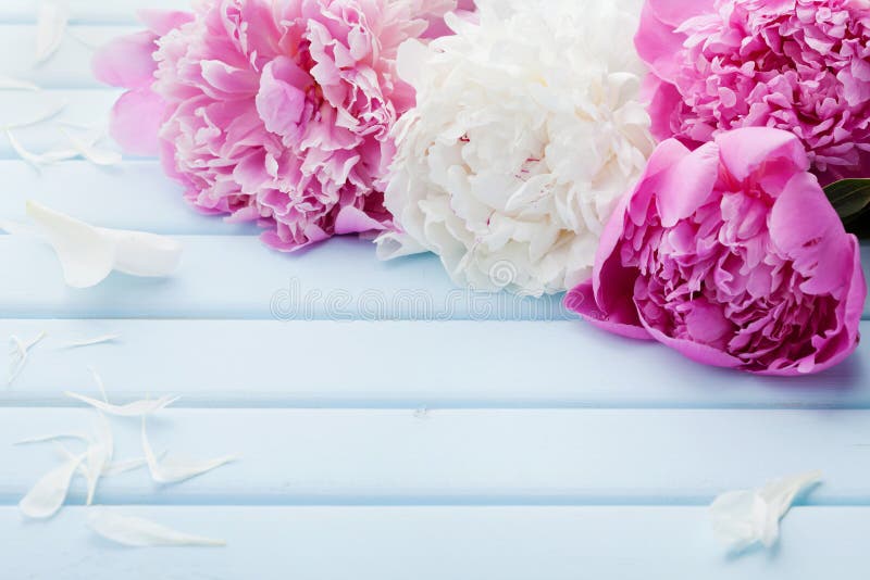Beautiful pink and white peony flowers on blue vintage background