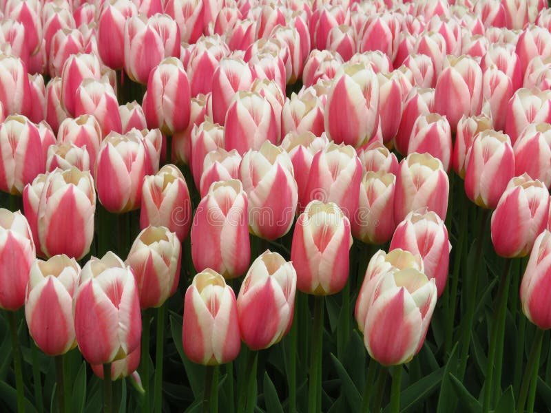 Beautiful Pink and White Tulips Flowers Image. Many tulips blooming in the garden. royalty free stock photography Beautiful Pink and White Tulips Flowers Image. Many tulips blooming in the garden. royalty free stock photography