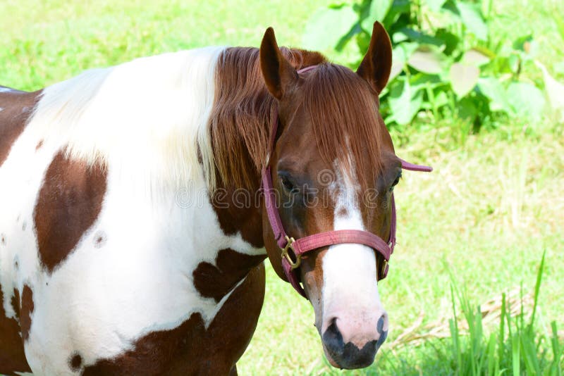 Close up of a Beautiful Pinto horse. Close up of a Beautiful Pinto horse