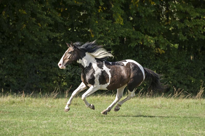Beautiful Pinto Horse at Gallop Stock Photo Image of horse, pasture