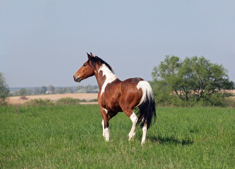 Beautiful pinto horse trotting at the green meadow. Beautiful pinto horse trotting at the green meadow