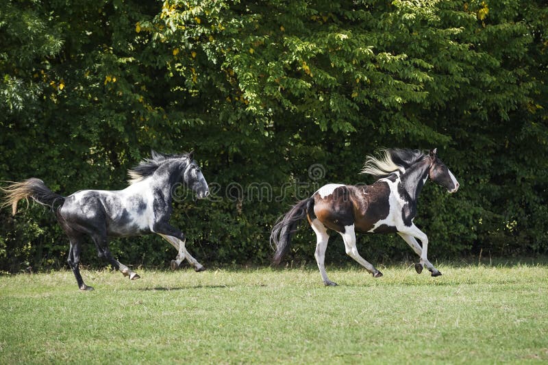 Beautiful Pinto Horses at Gallop Stock Image Image of equestrian