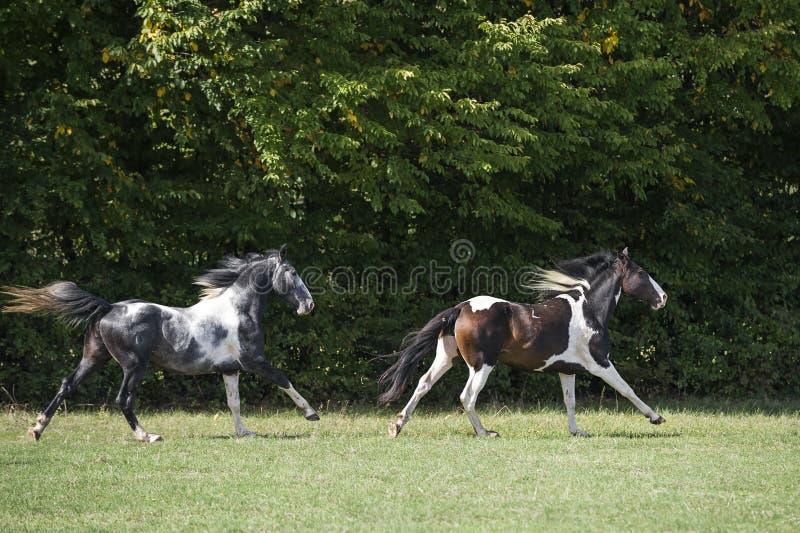 Beautiful Pinto Horses at Gallop Stock Image Image of stallion