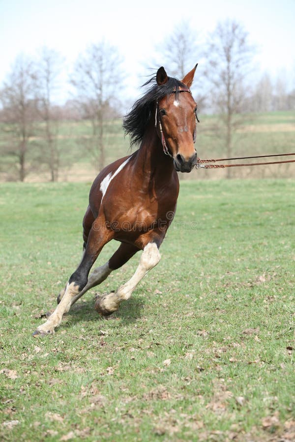 Beautiful pinto stallion running away in nature