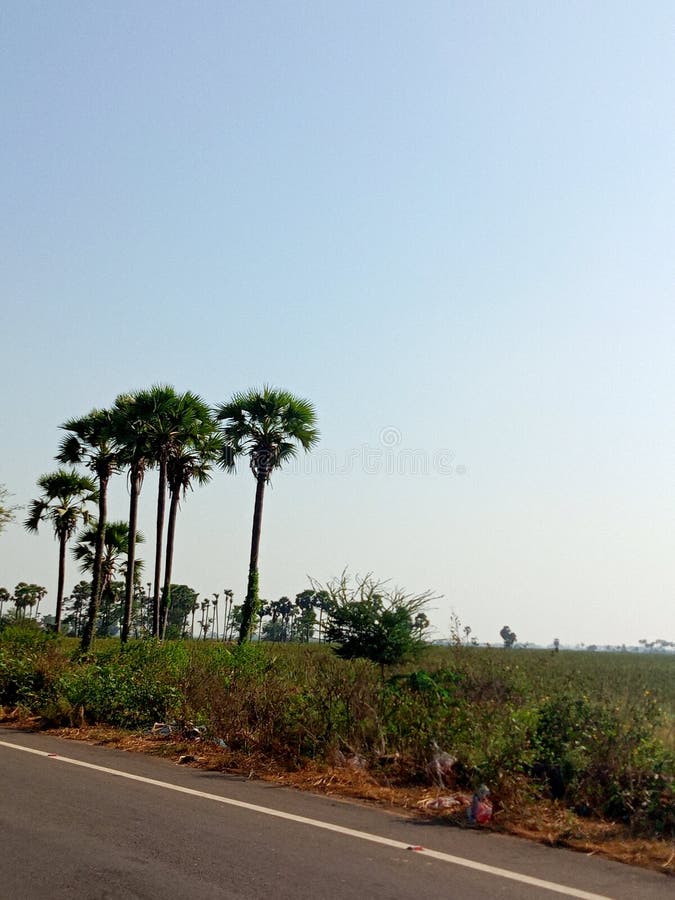 Beautiful plam trees in Village stock image