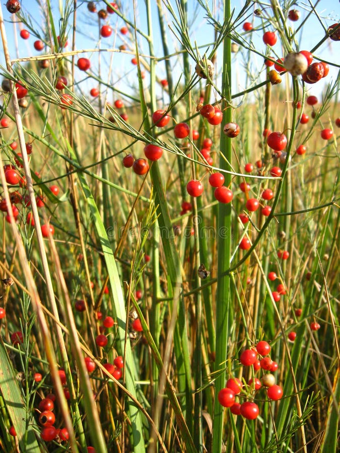 Asparagus Officinalis Wild Flower Stock Photo Image of wild, flower