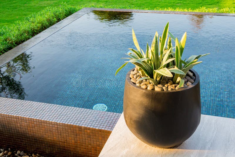Patio Plants Potted Pool Stock Photos Free & RoyaltyFree Stock