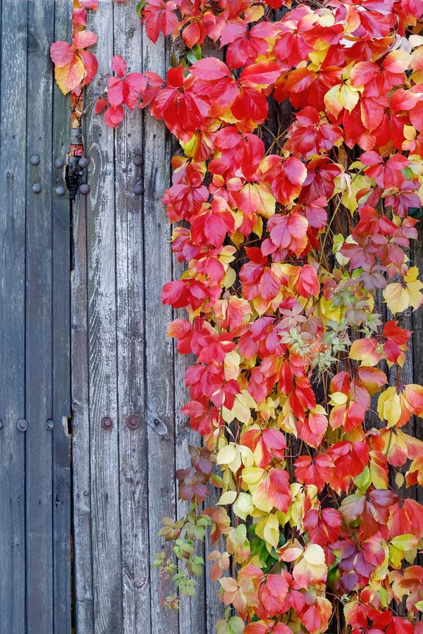 Parthenocissus quinquefolia,known as Virginia creeper,Victoria creeper,five-leaved ivy. Red foliage background on wooden wall. Natural background. High quality photo. (copy space. Parthenocissus quinquefolia,known as Virginia creeper,Victoria creeper,five-leaved ivy. Red foliage background on wooden wall. Natural background. High quality photo. (copy space