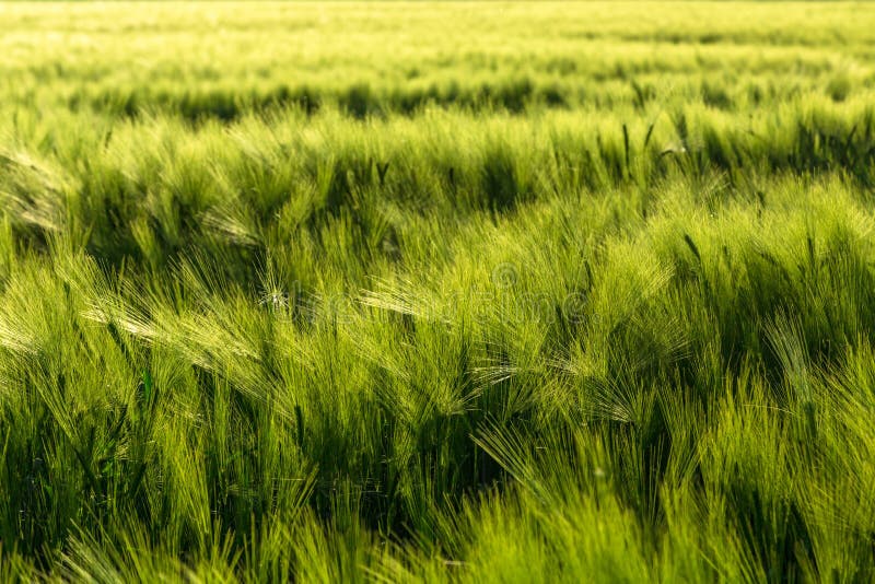 Beautiful plants in a field stock photo Beautiful plants in a field stock photo