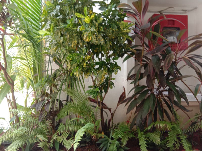 Beautiful Plants in Taj, Goa, India Stock Image Image of beautiful