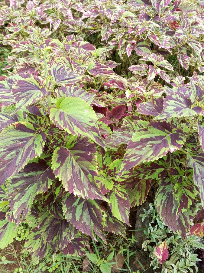 Beautiful Plants that Thrive in the Rainy Season in the Yard Stock