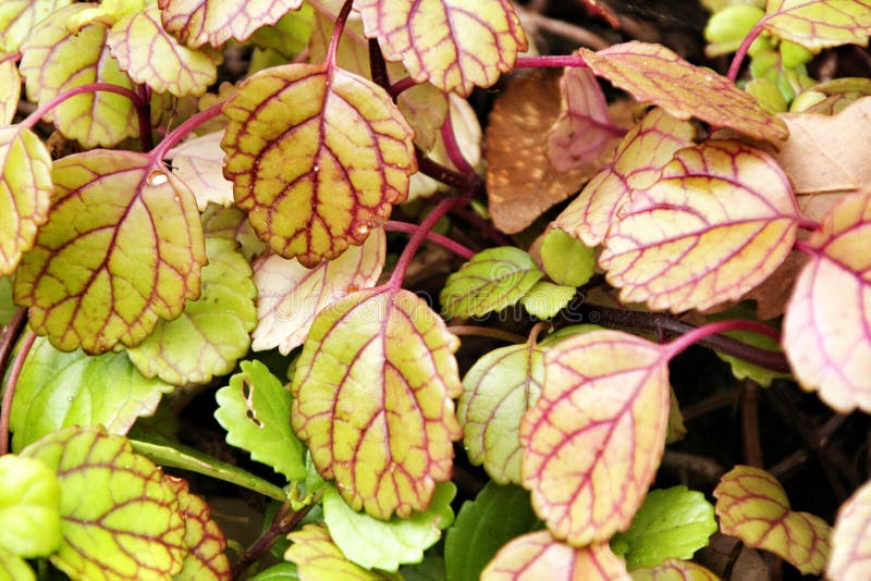 Beautiful Plectranthus Verticillatus plant in the garden in Spring detail ivy decoration object houseplant nature tropical flora pot background design green floral money potted freshness botanic vine leaf white family perennial foliage climbing growing flower horticulture close up twig biology climber gardening creeper leaves botany native gardener pilea peperomioides missionary agriculture