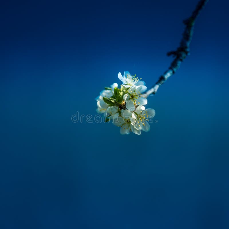 Beautiful plum tree flowers in the spring. Blossoming fruit tree.