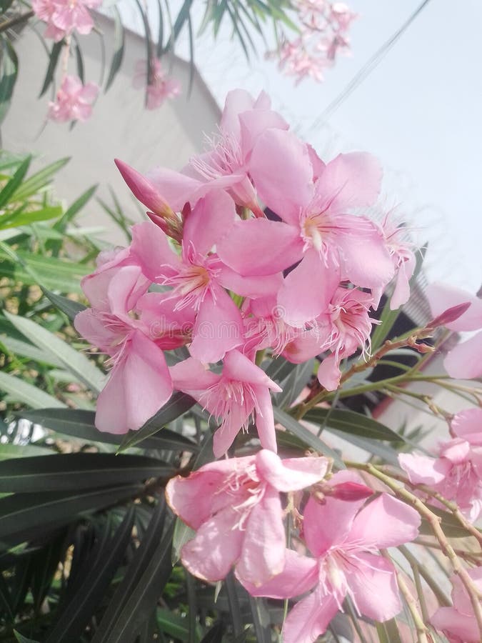 A Beautiful and yet Poisonous Flower Stock Photo Image of poisonous