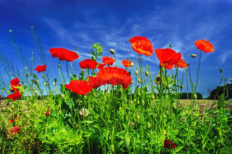 Beautiful poppies.