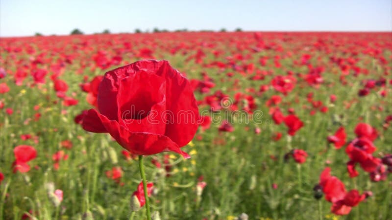 Beautiful poppy flower