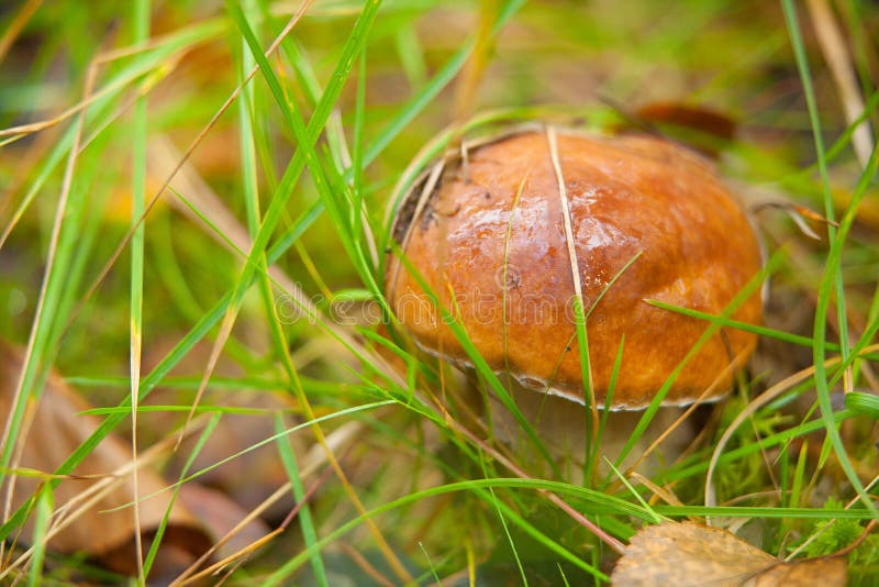 Beautiful Porcini Mushroom in a Woman Hand in the Wild Forest. White Mushroom in Autumn Day