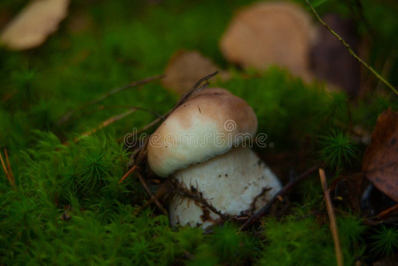 Beautiful Porcini Mushroom in a Woman Hand in the Wild Forest. White Mushroom in Autumn Day