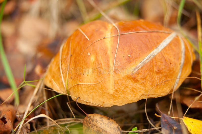 Beautiful Porcini Mushroom in a Woman Hand in the Wild Forest. White Mushroom in Autumn Day