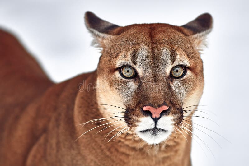 Beautiful Cougar Pics