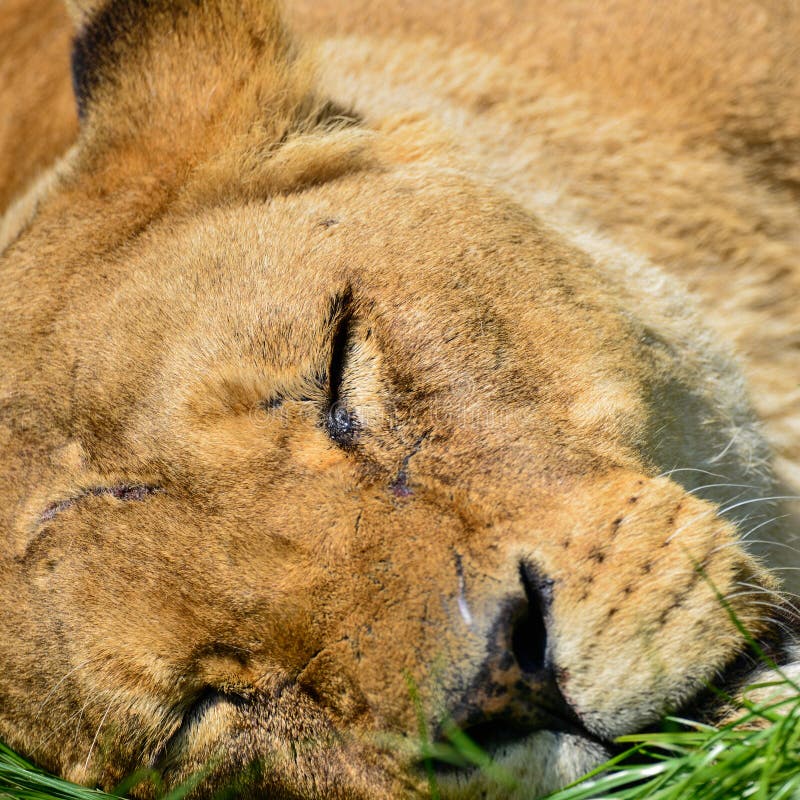 Download Close Up Portrait Of Female African Lion Panthera Leo Leo In Sum Stock Image - Image of african, nature: 118561689